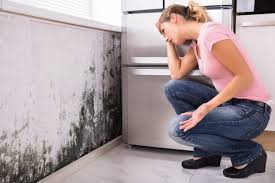 Mold Odor Removal Services in West Ocean City, MD